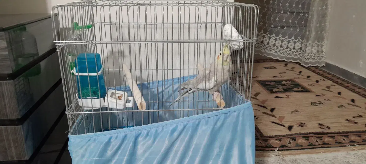 عروس هلندی نر|پرنده|ماهدشت, |دیوار