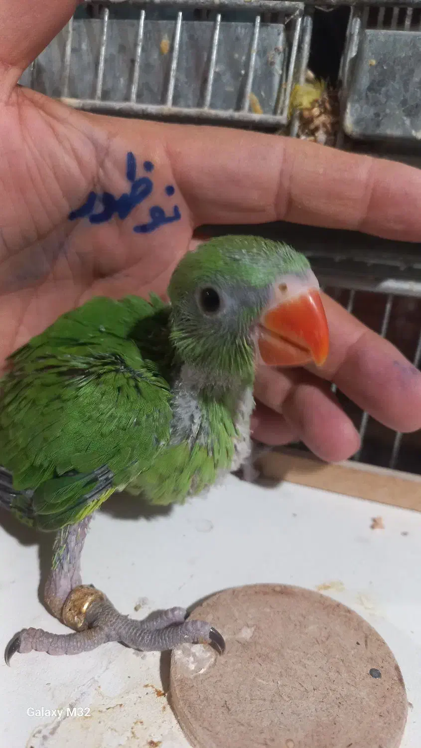 طوطی سرلاکی راهب ، خورشیدی ، ملنگو|پرنده|اردبیل, |دیوار