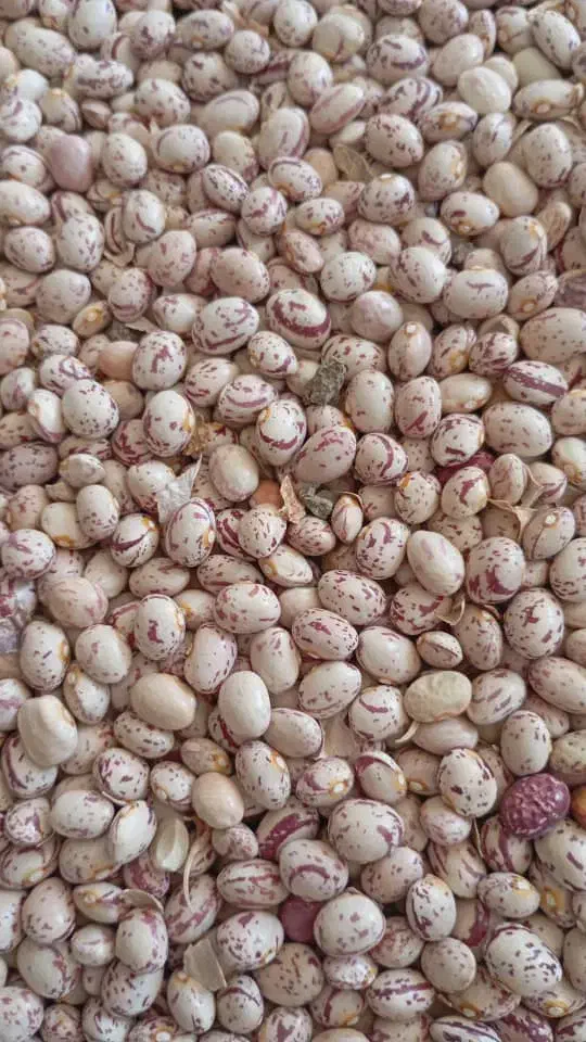 لوبیا نو|عمده‌فروشی|جهرم, |دیوار