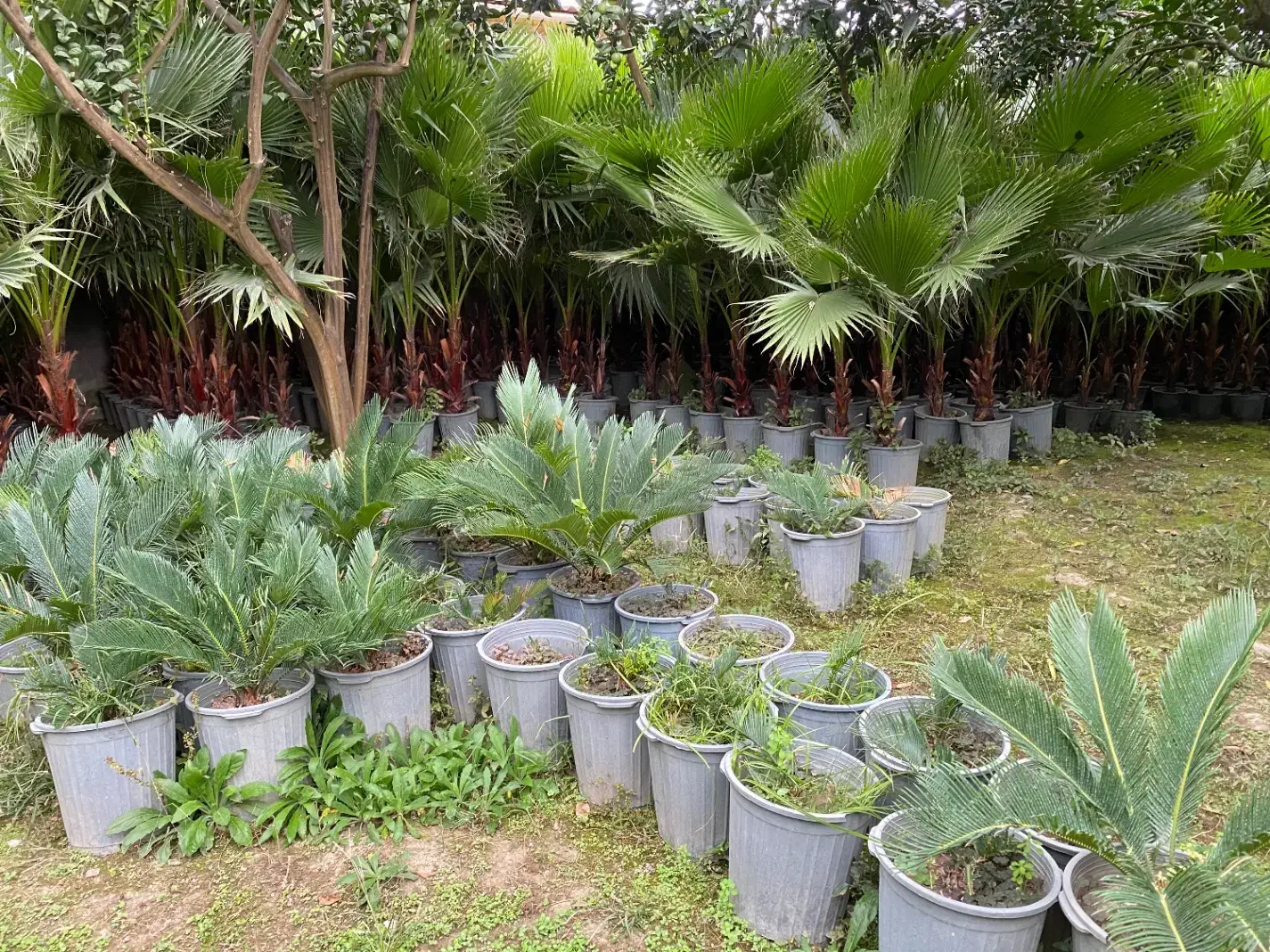 سیکاس ، یوکا ، آگاو ، پالم فیلیفرا|گل و گیاه طبیعی|تهران,  امام زاده قاسم (نیاوران)|دیوار