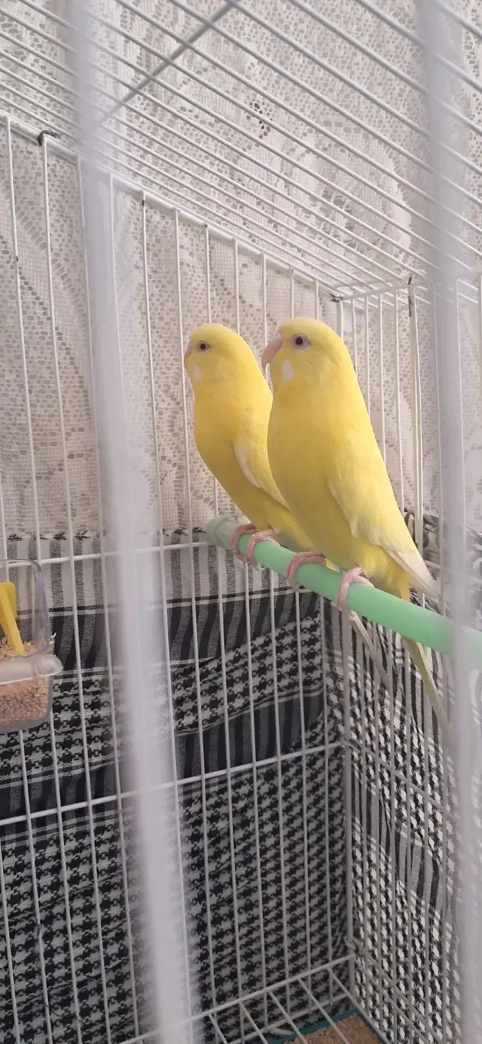 مرغ عشق هلندی|پرنده|داراب, |دیوار