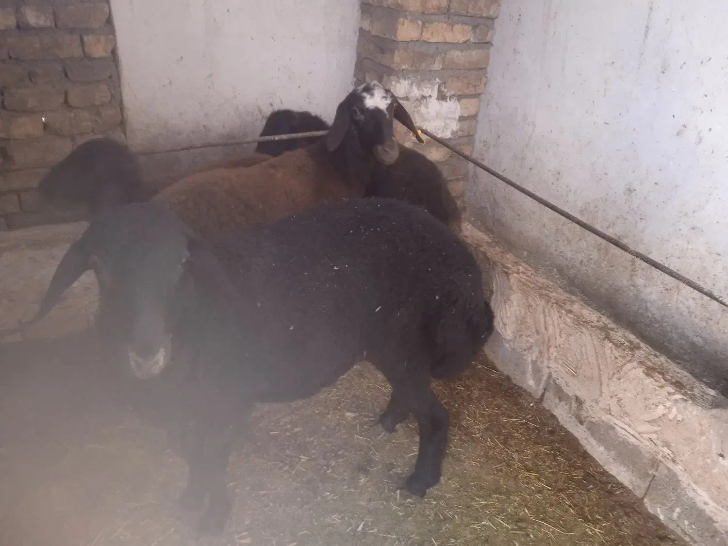 بره افشار|حیوانات مزرعه|حبیب آباد, |دیوار