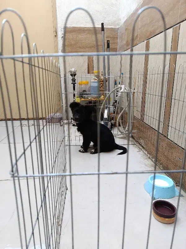 سگ اشپیز شیتزو سه ماهه|سگ|بندرعباس, |دیوار