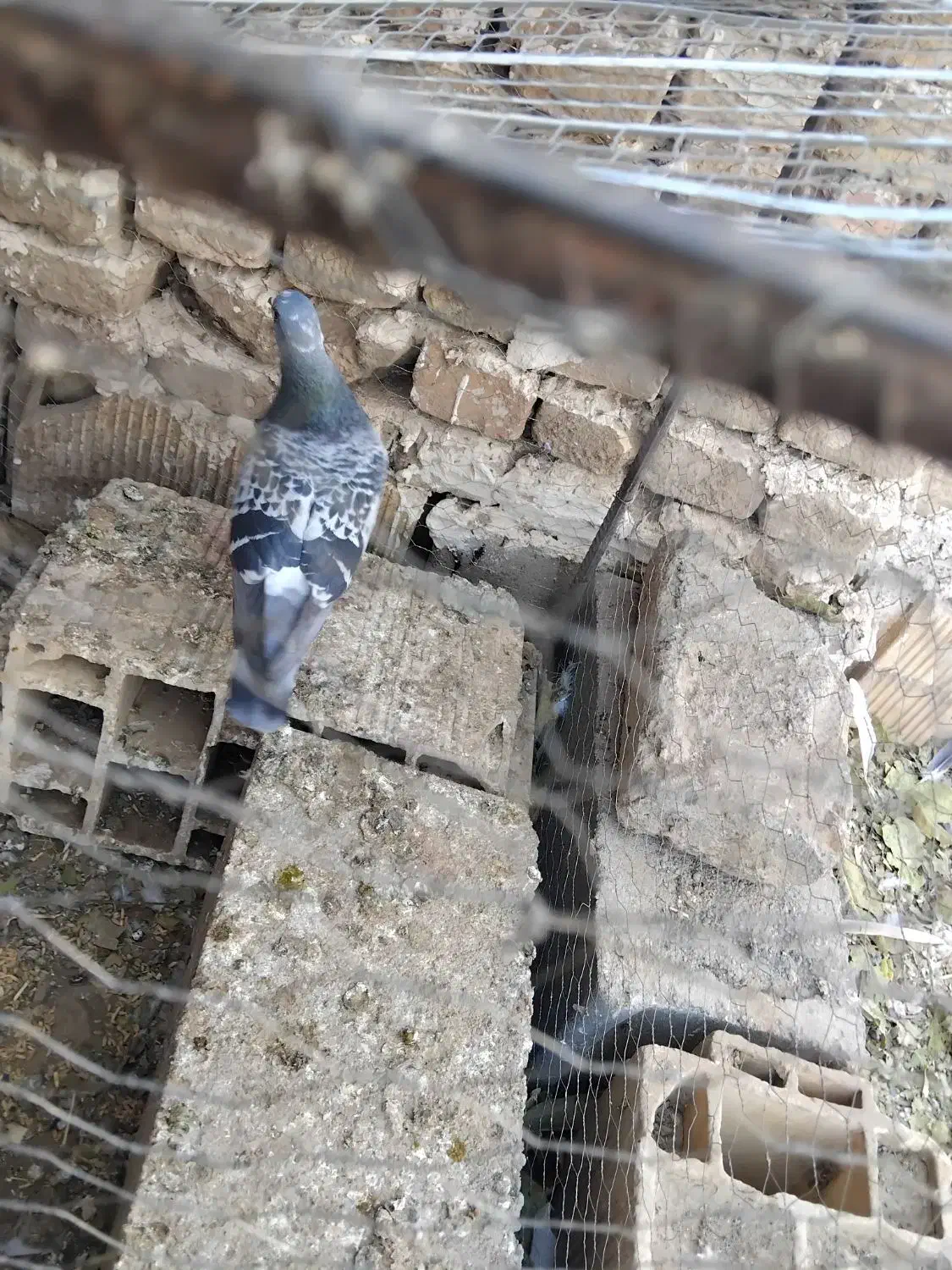 سبز نر هوای به هست|پرنده|کاشمر, |دیوار