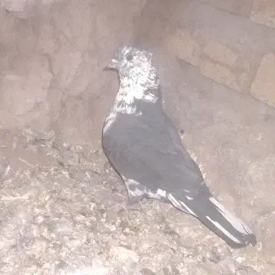 چند عدد کفتر قیمت مناسب|پرنده|میان ولایت, |دیوار