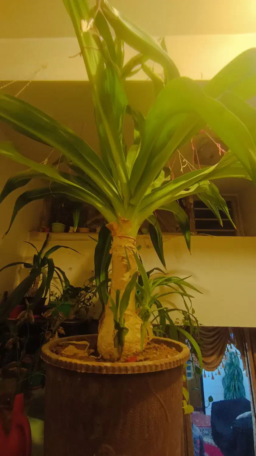 گل اشک ملکه|گل و گیاه طبیعی|شهرکرد, |دیوار