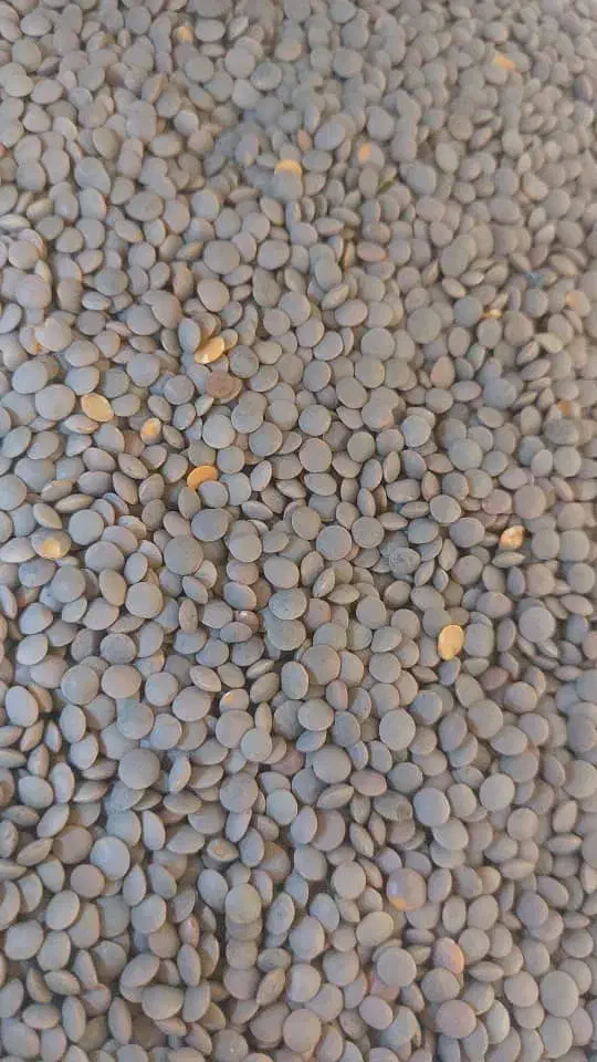 برنج و خرده برنج و حبوبات|خوردنی و آشامیدنی|شیراز, ماه فیروزان|دیوار