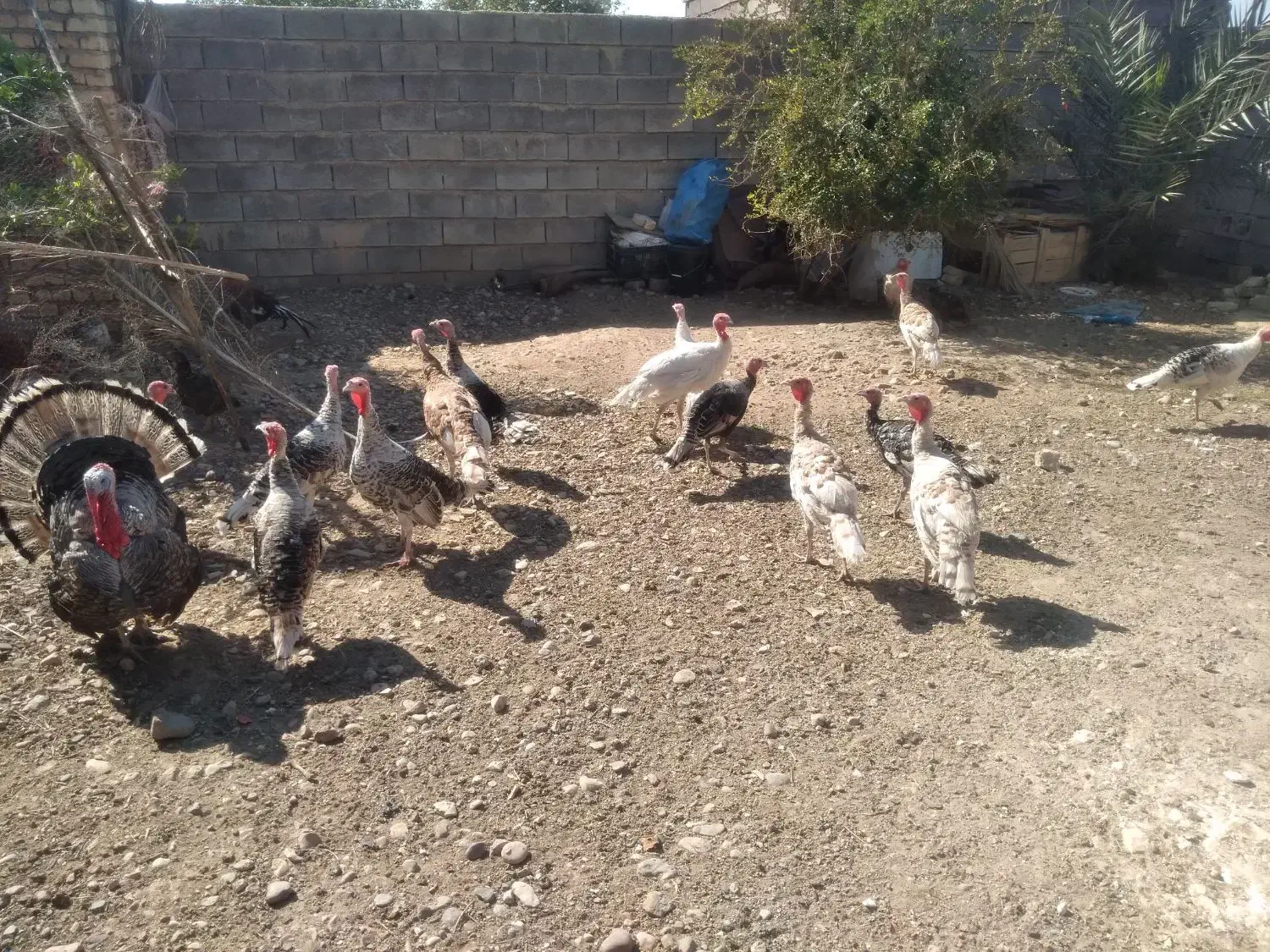 فروش بوقلمون|حیوانات مزرعه|فسا, |دیوار