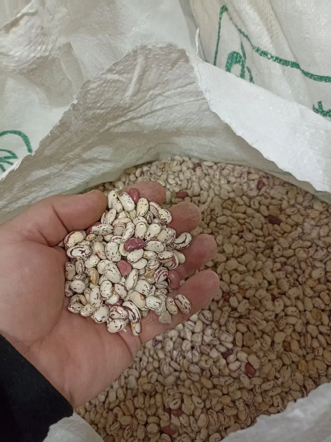 لوبیا چیتی تازه امسال خودم کاشت کردم و پاک شده|خوردنی و آشامیدنی|صومای برادوست, |دیوار