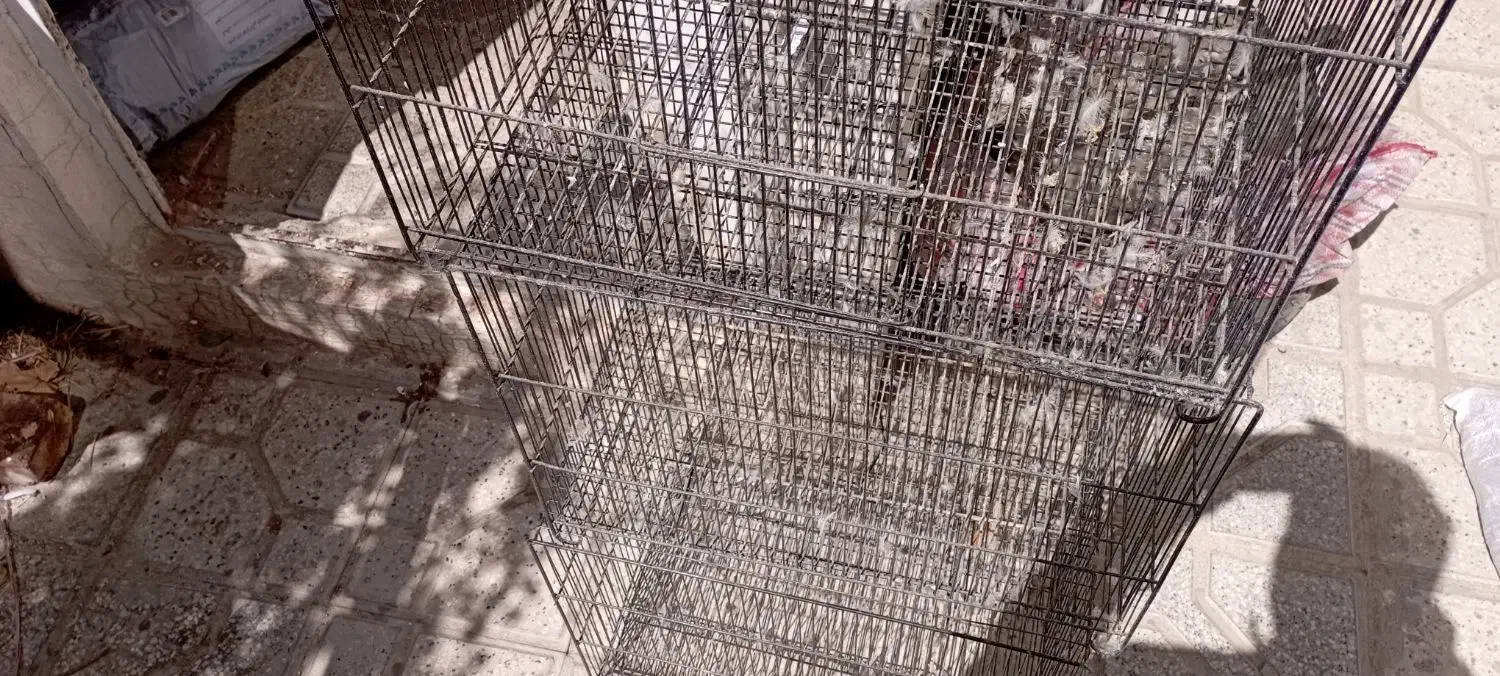 قفس پرنده فلزی۶۰×۴۰ نوی نو|لوازم جانبی حیوانات|قوچان, |دیوار