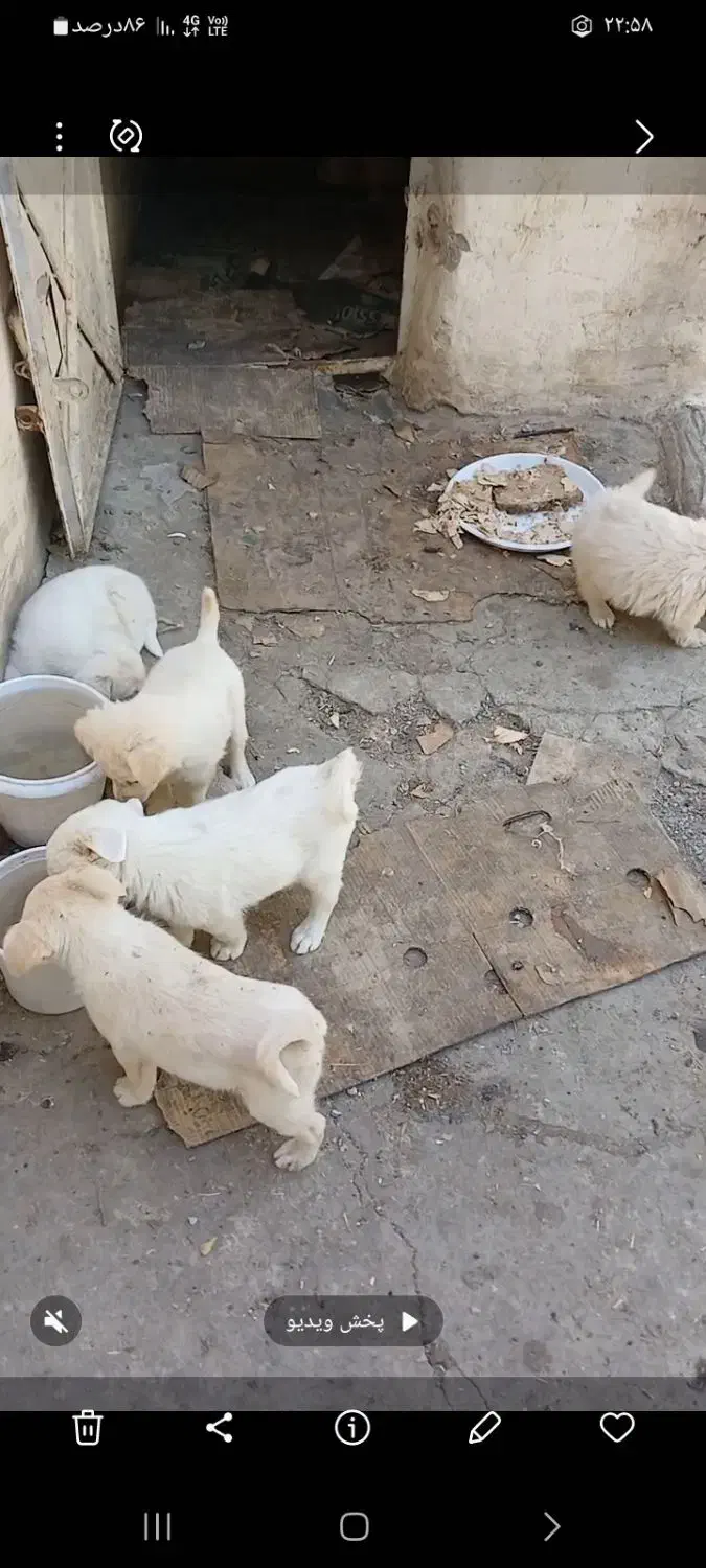 فروش سگ پاپی|سگ|نجف‌آباد, قلعه سفید|دیوار