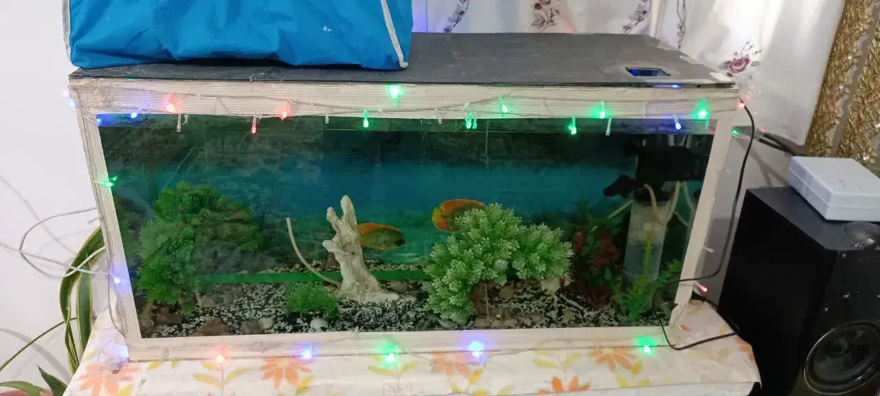 آکواریوم باهمه وسایل|ماهی|بم, |دیوار