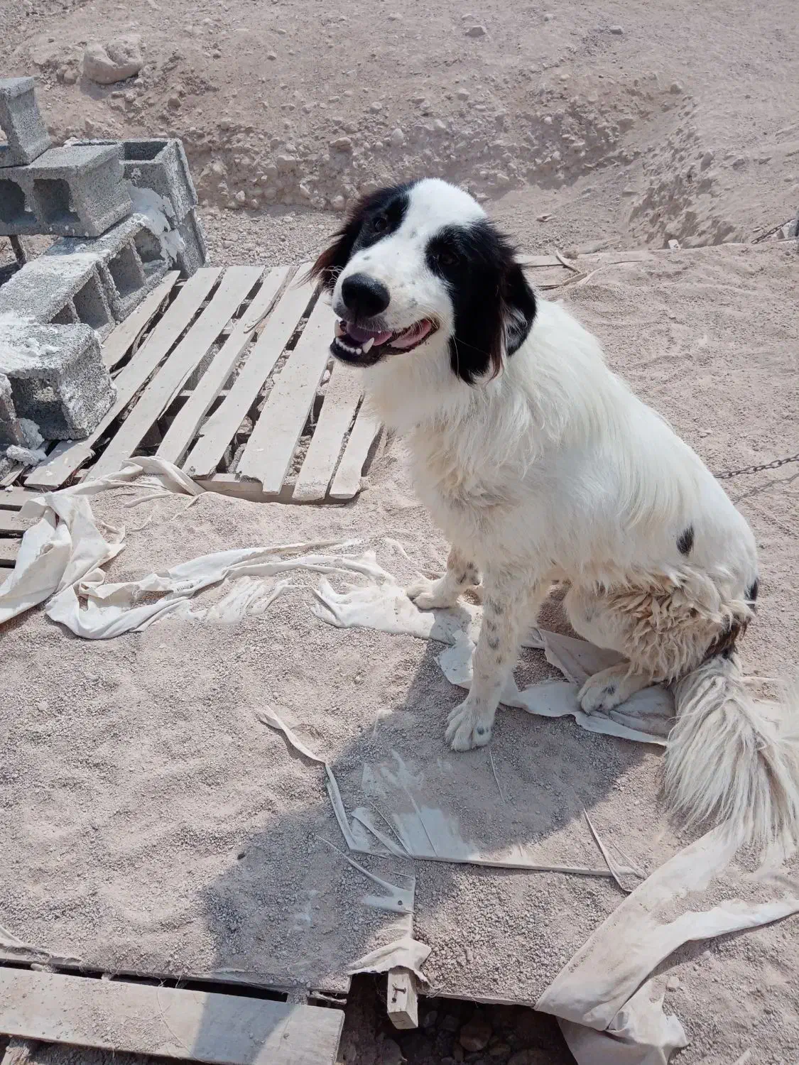 سگ ترکی|سگ|برازجان, |دیوار