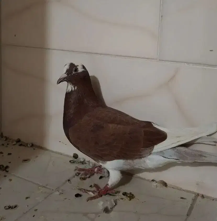 فروش دو تا کبوتر|پرنده|بندر کنگان, |دیوار