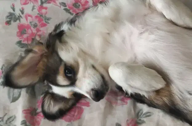 سگ نر|سگ|کرمان, |دیوار