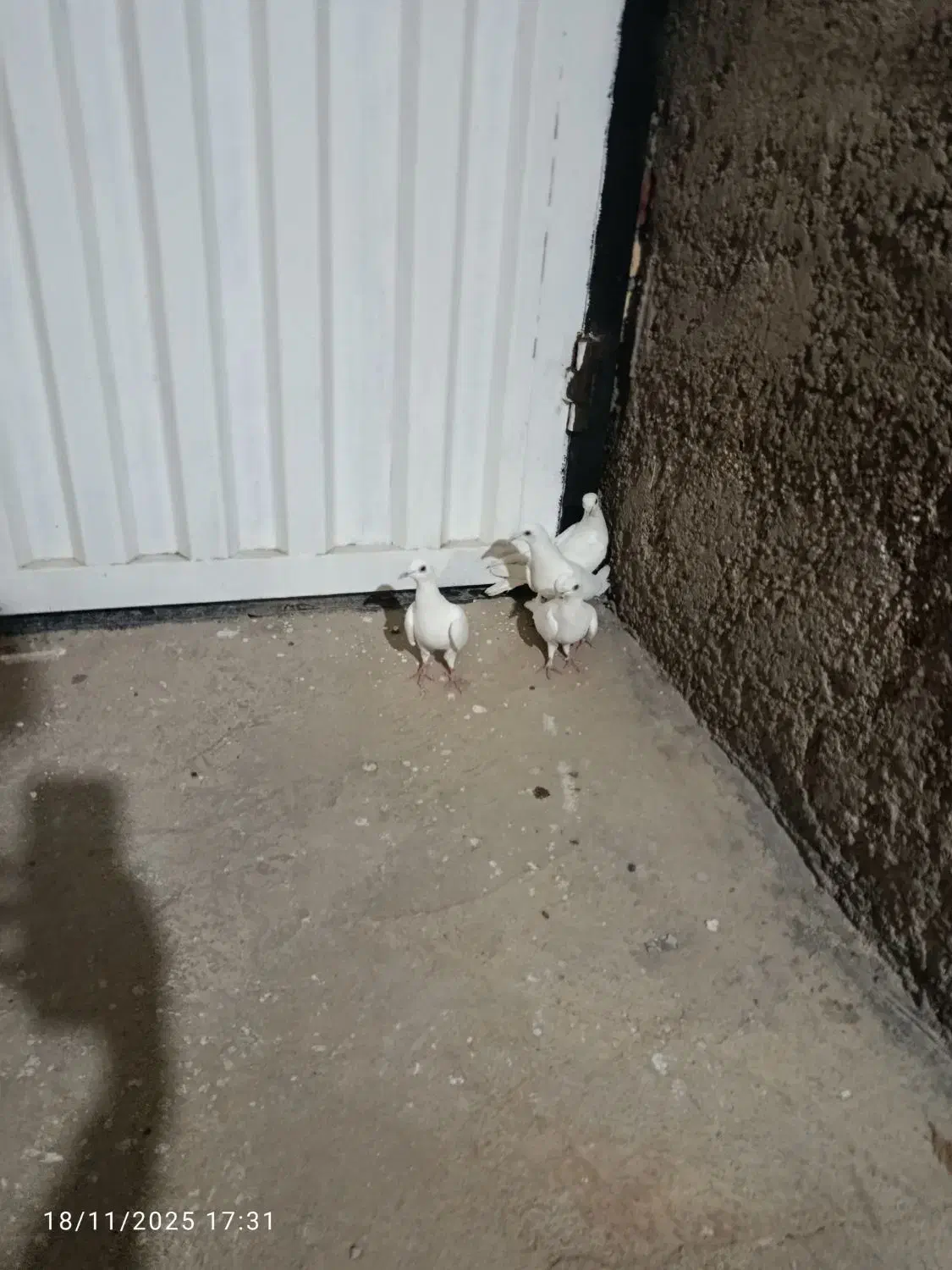 کبوتر سار|پرنده|گنبد کاووس, |دیوار