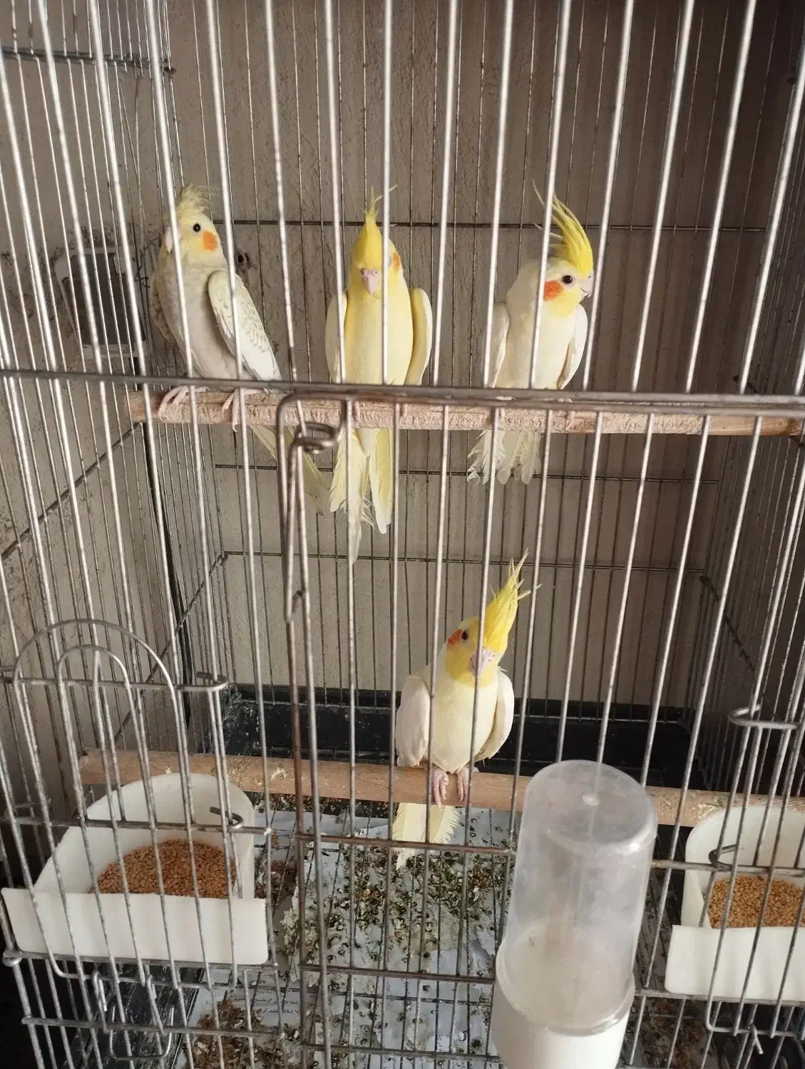 عروس هلندی|پرنده|صباشهر, |دیوار