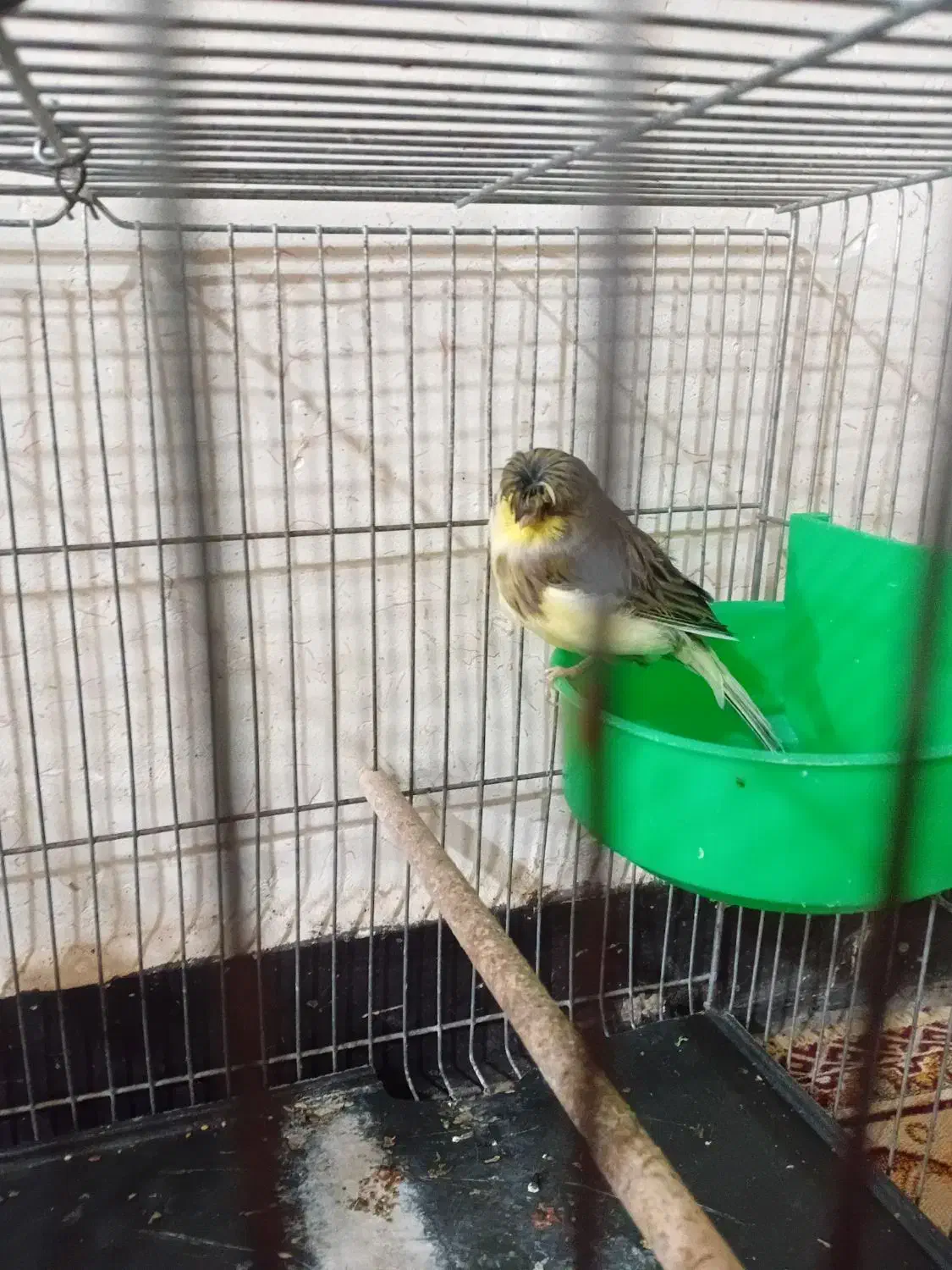 قناری ماده|پرنده|کیار, |دیوار