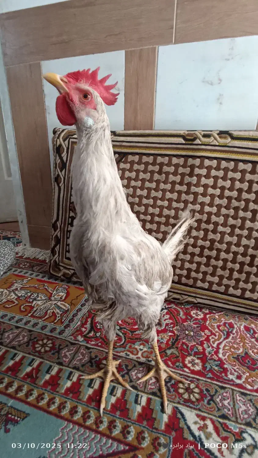 جوجه خروس|حیوانات مزرعه|شیراز, شهرک برق|دیوار