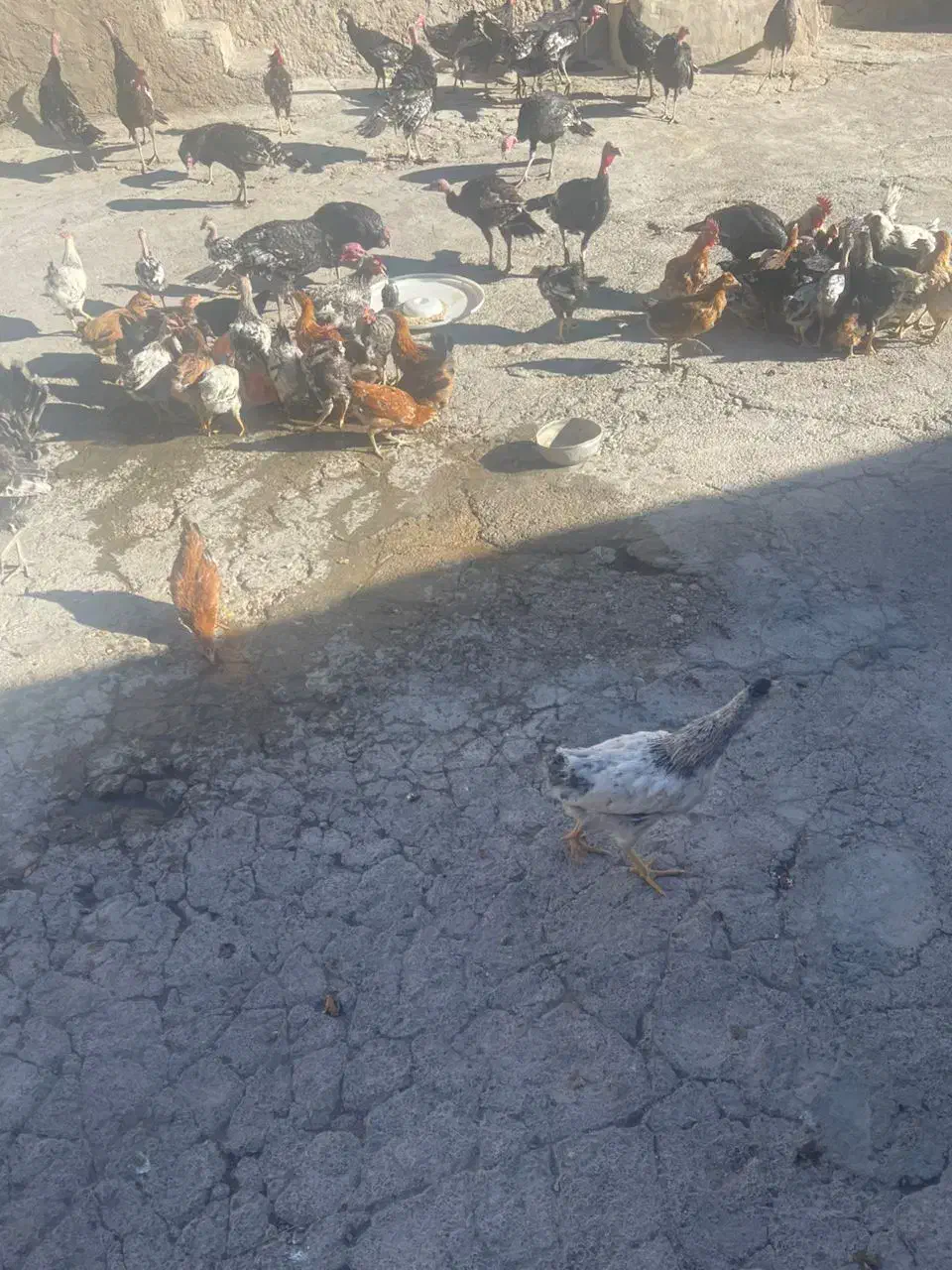 فروش مرغ و خروس محلی اصل|حیوانات مزرعه|پاتاوه, |دیوار