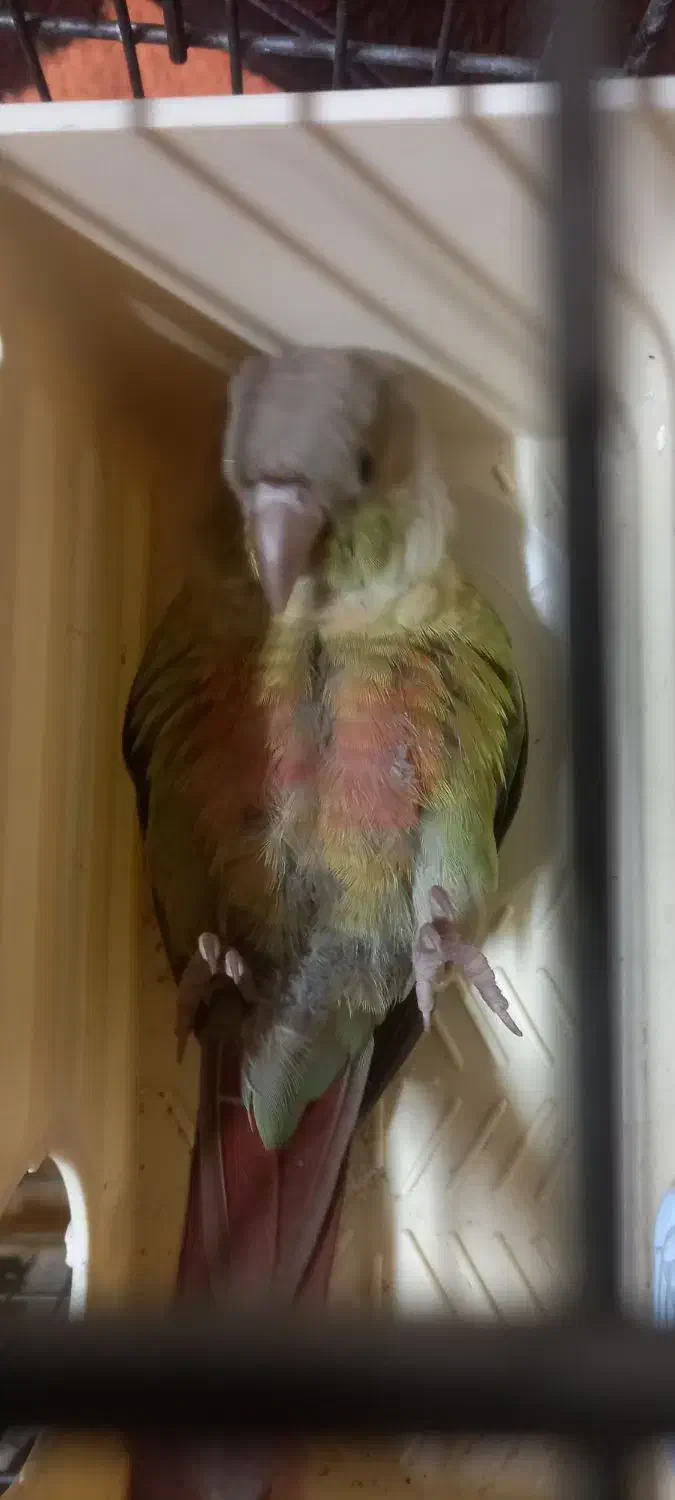 گرینچیک|پرنده|فردیس, داوری|دیوار