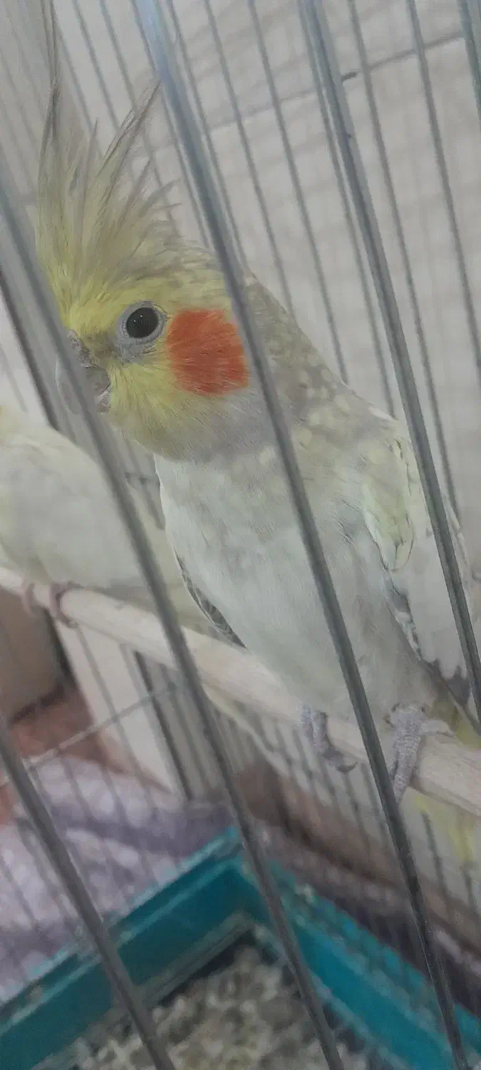 گولباقالی|پرنده|محلات, |دیوار