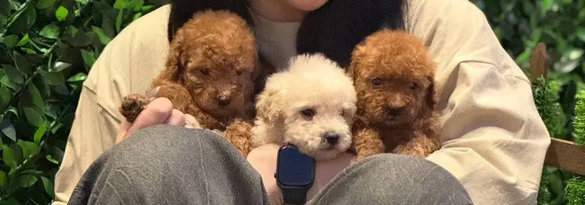 دارک رد حرفه ای|سگ|رشت, لاکانی|دیوار