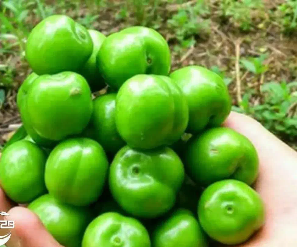 پیش فروش نهال گوجه سبز نخجوان|خدمات باغبانی و درختکاری|میبد, |دیوار