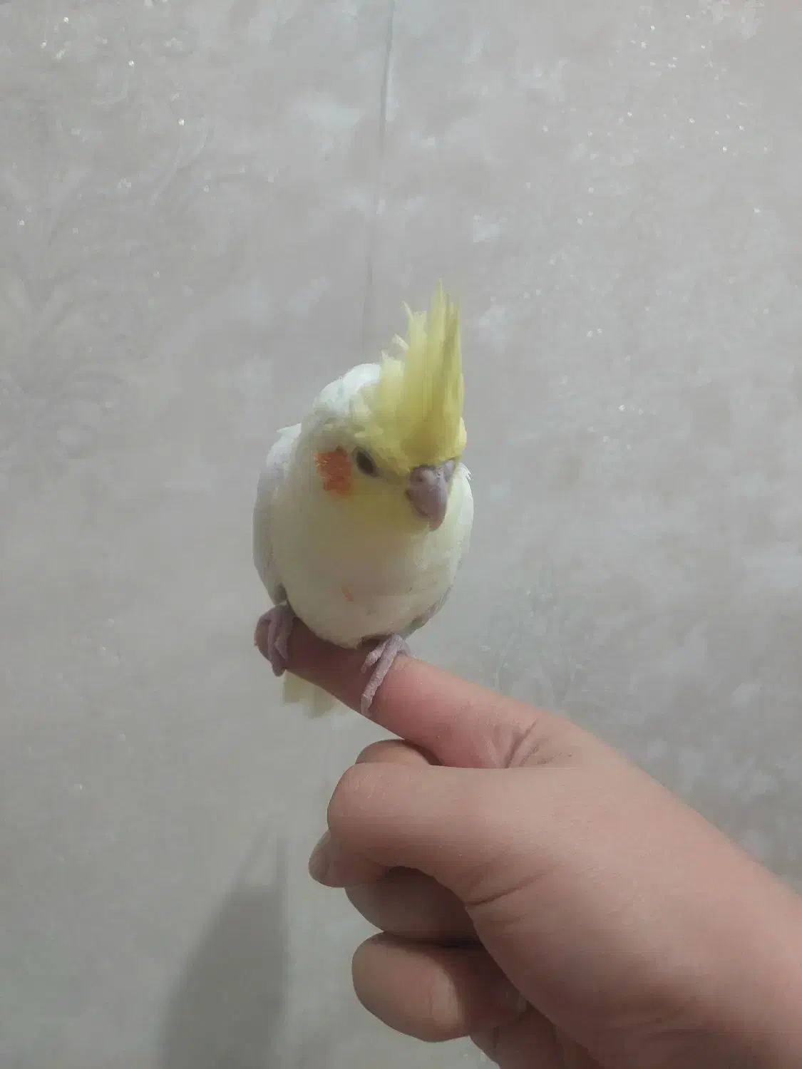 جوجه عروس هلندی|پرنده|نسیمشهر, |دیوار