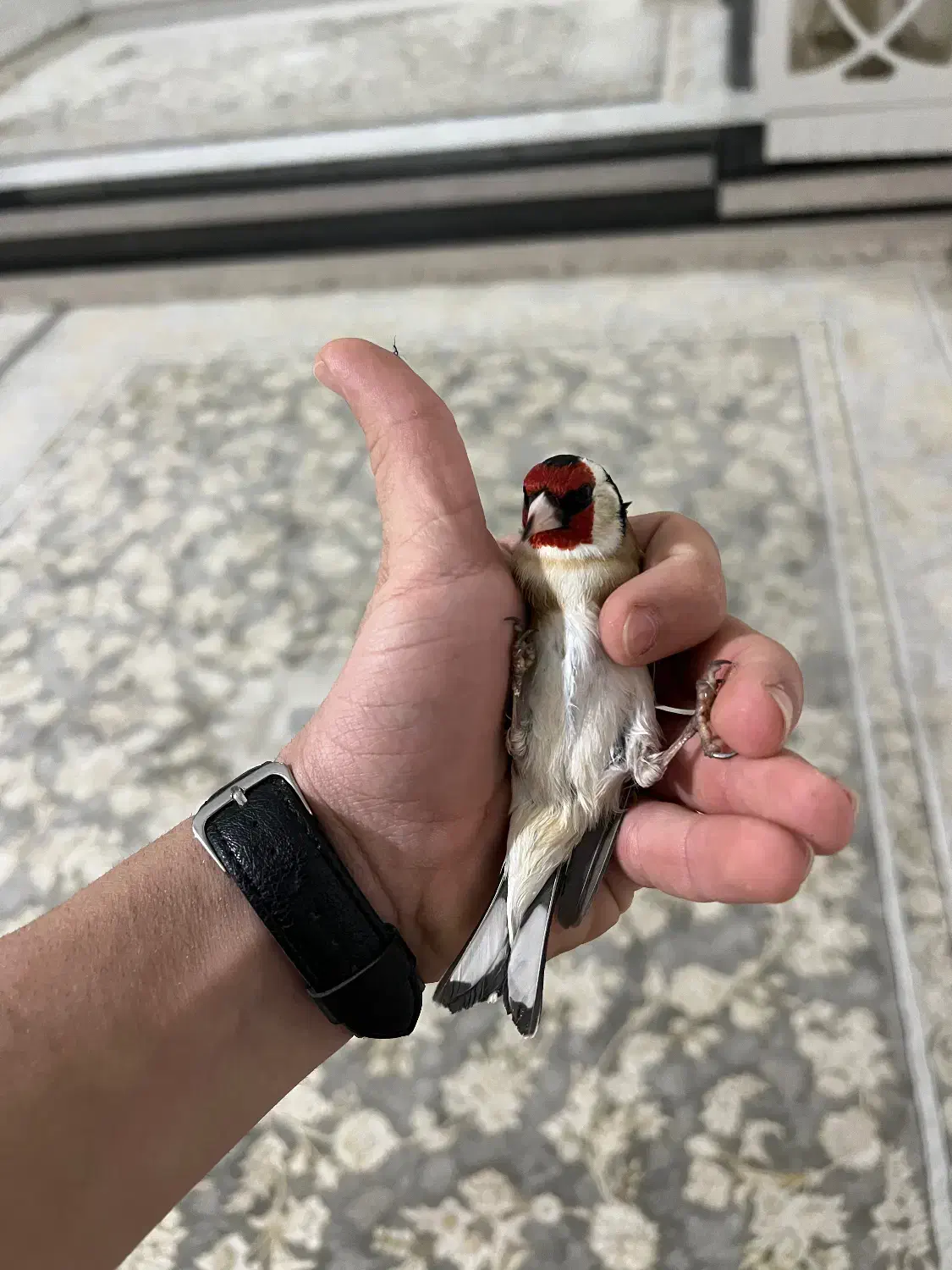 یه جفت سهره سفید|پرنده|کوهدشت, |دیوار