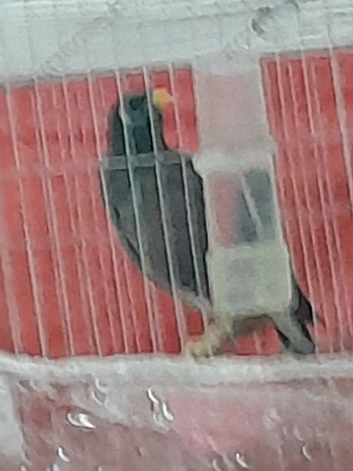 مینا|پرنده|مشهد, پورسینا|دیوار