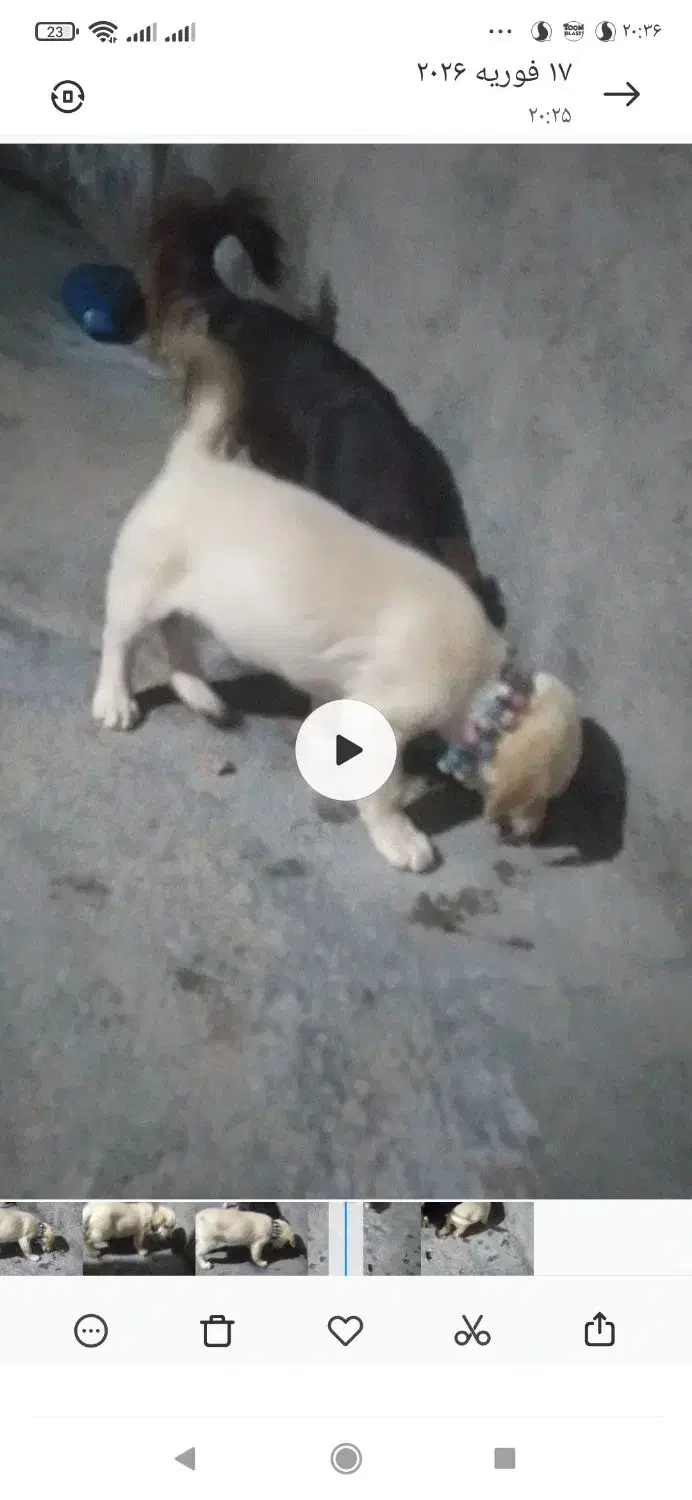 سگ پاپی|سگ|تربت جام, جامرود|دیوار