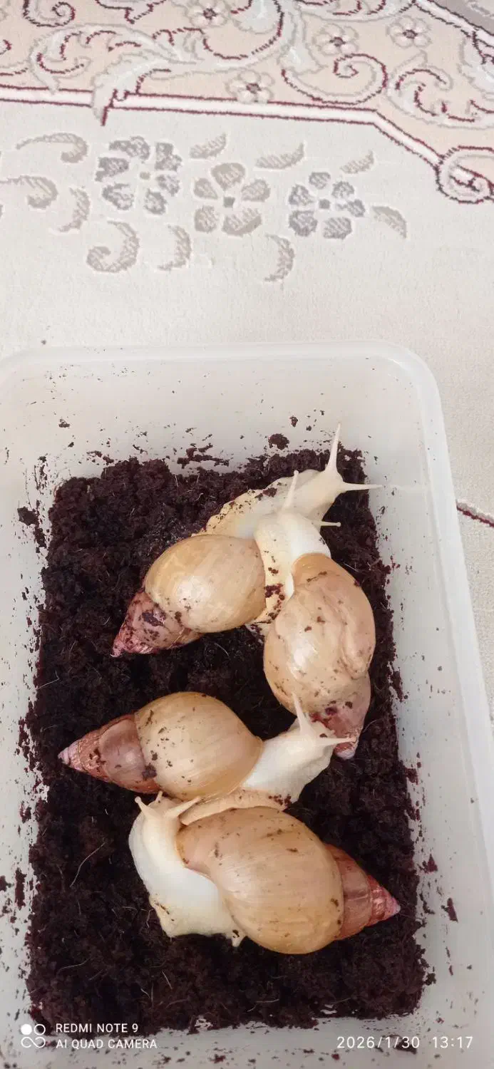 حلزون|خزنده|مرند, |دیوار