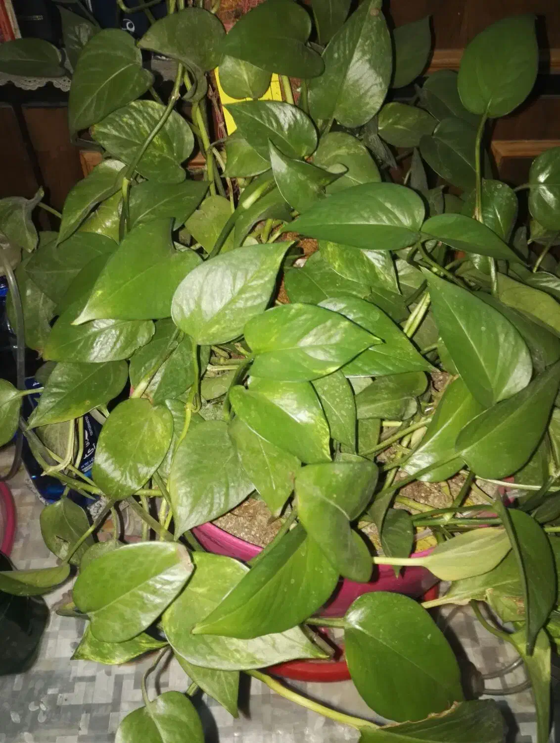 گل های اپارتمانی|گل و گیاه طبیعی|سیرجان, |دیوار