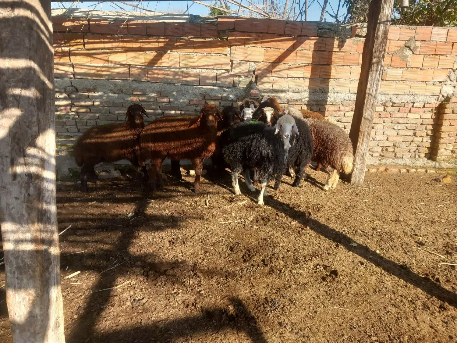 ۱۰ عدد بره شیر مست|حیوانات مزرعه|سیمین شهر, |دیوار