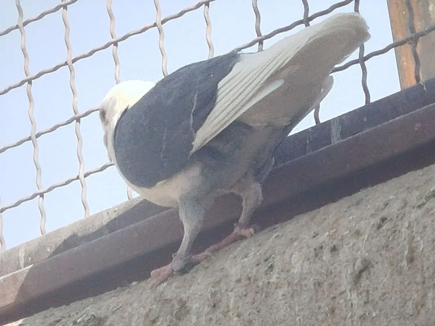 900000|پرنده|سلامی, |دیوار