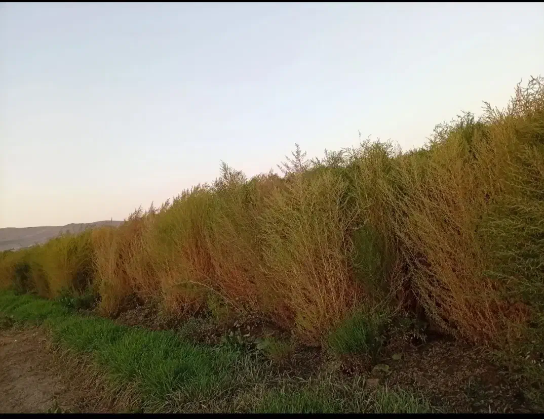 جارو سبز نزدیک به رسیدن|لوازم نظافت|محمدشهر, علی آباد گونه|دیوار