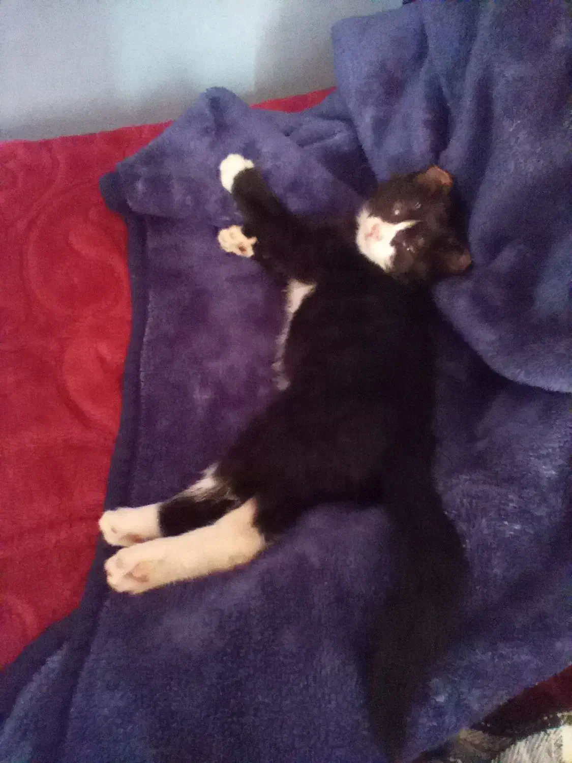 گربه رایگان|گربه|چالوس, |دیوار