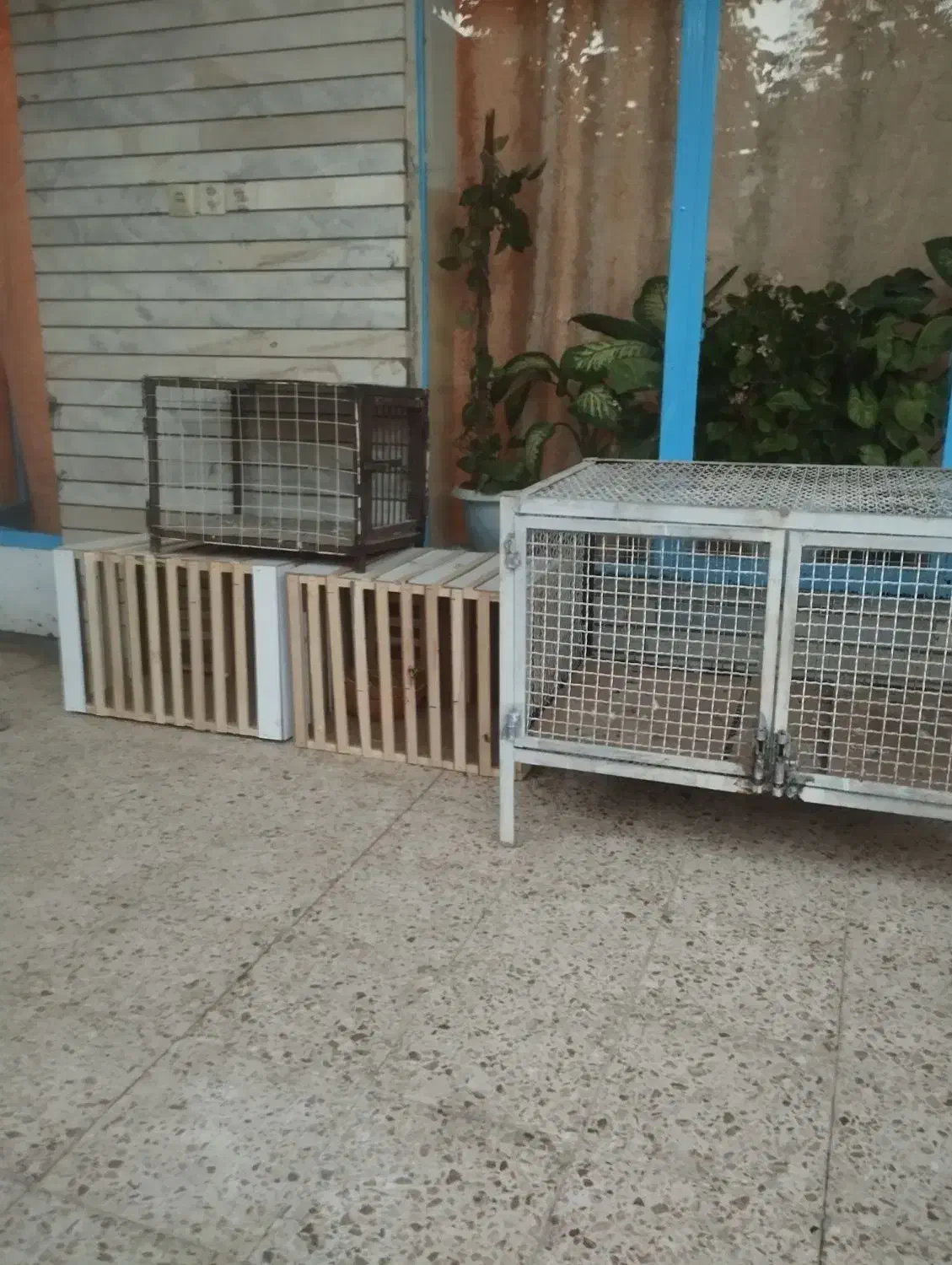 قفس.کبوتر.جفت کن محکم و عمری|پرنده|بروجن, |دیوار