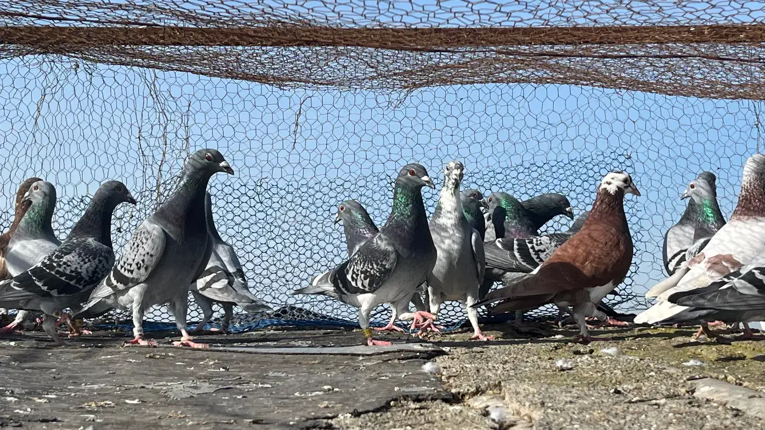 کبوتر یکجایی|پرنده|سرخنکلاته, |دیوار