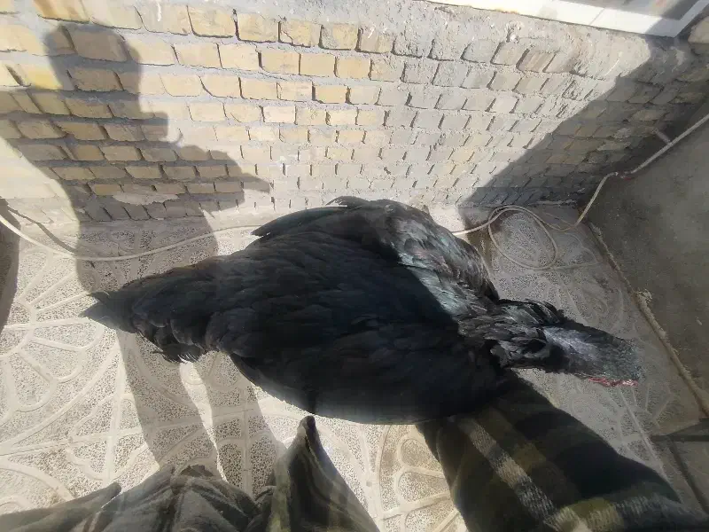 مرغ و خروس|حیوانات مزرعه|تهران, منیریه|دیوار