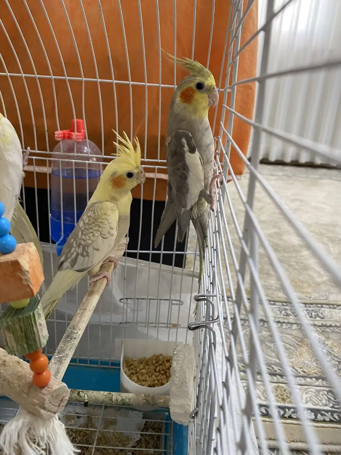 عروس هلندی|پرنده|بشاریات, |دیوار