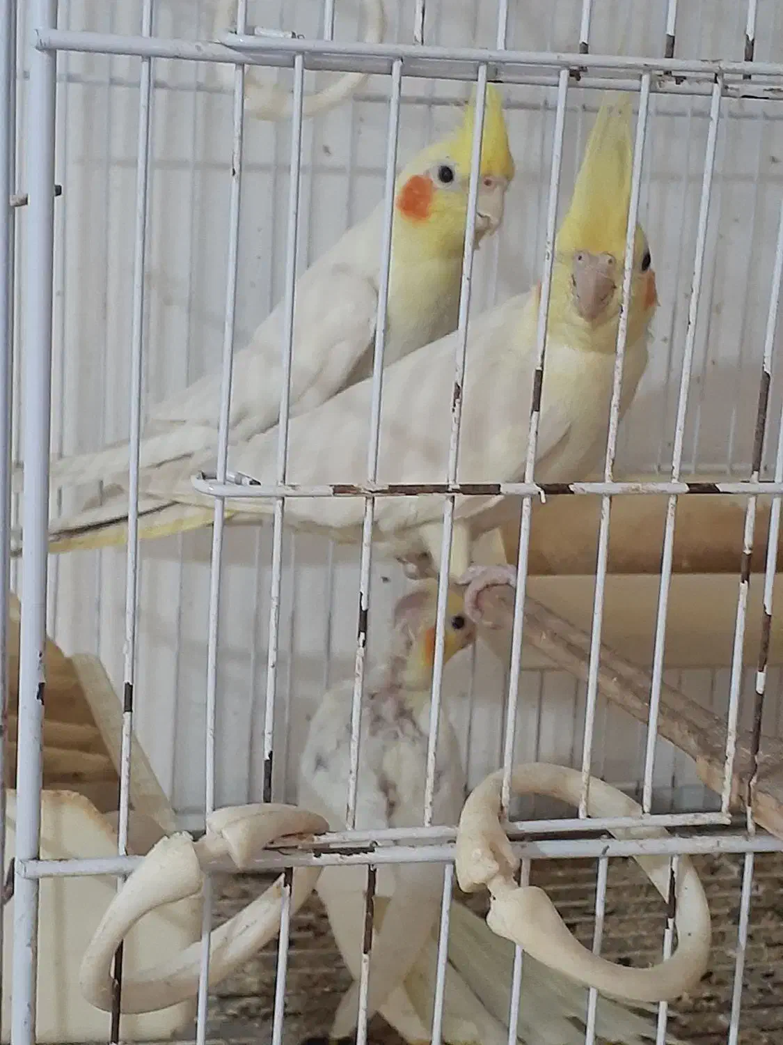 فروش عروس هلندی|پرنده|نوشهر, |دیوار