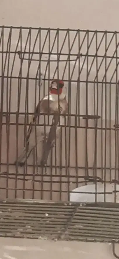 سره نر سرع گل قرمز نارنجی|پرنده|کندوان, |دیوار