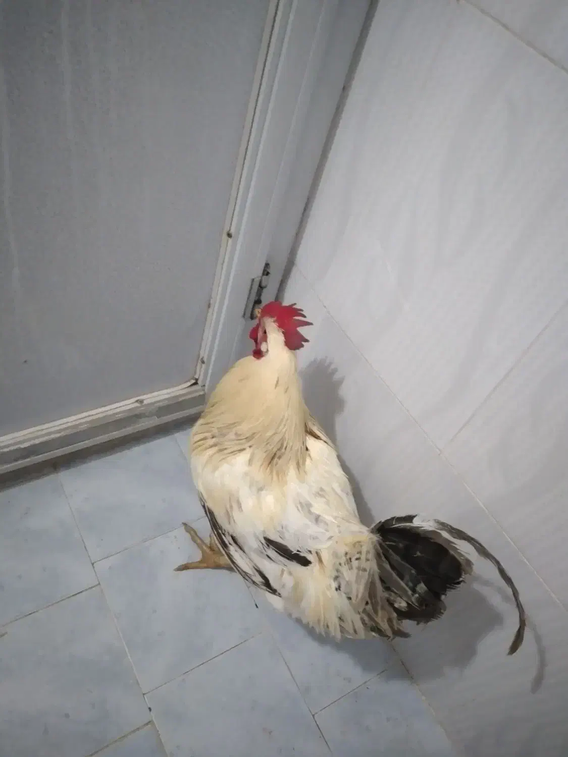 خروس‌محلی‌تازه‌از‌خلخال‌اومده‌هرکی‌خواست‌در‌خدمتم|حیوانات مزرعه|نسیم‌شهر, |دیوار