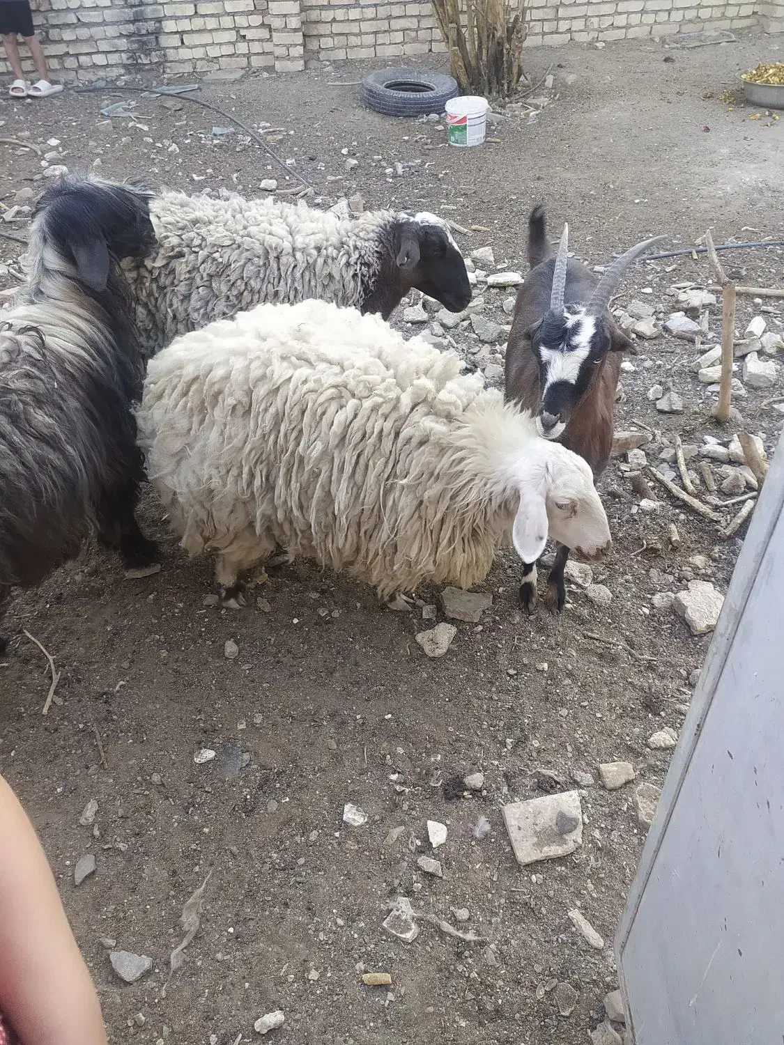 گوسفند فروشی|حیوانات مزرعه|شاهینشهر, مورچه خورت|دیوار