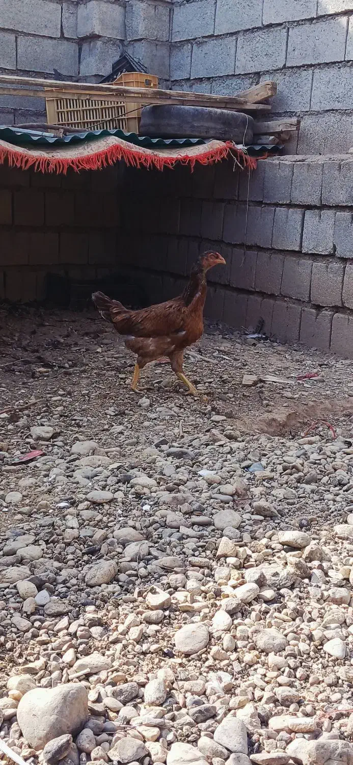 مرغ و جوجه|حیوانات مزرعه|لیلان, |دیوار