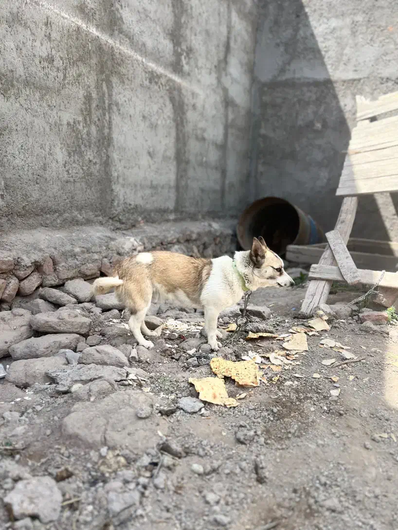 سگ پاکوتاه سرابی|سگ|تبریز, |دیوار