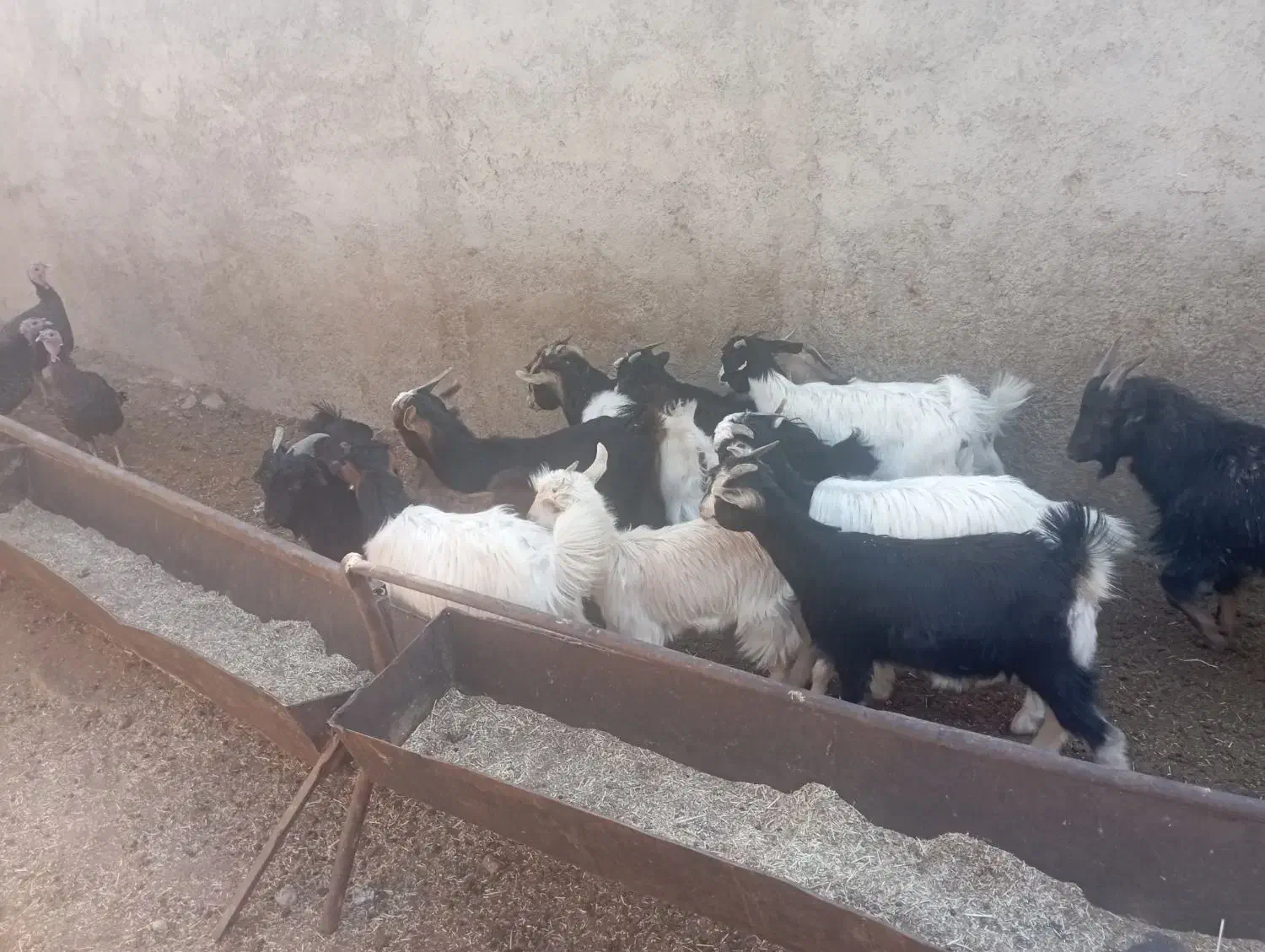 بزغاله جوان مناسب نگهداری|حیوانات مزرعه|قرچک, صالح آباد|دیوار