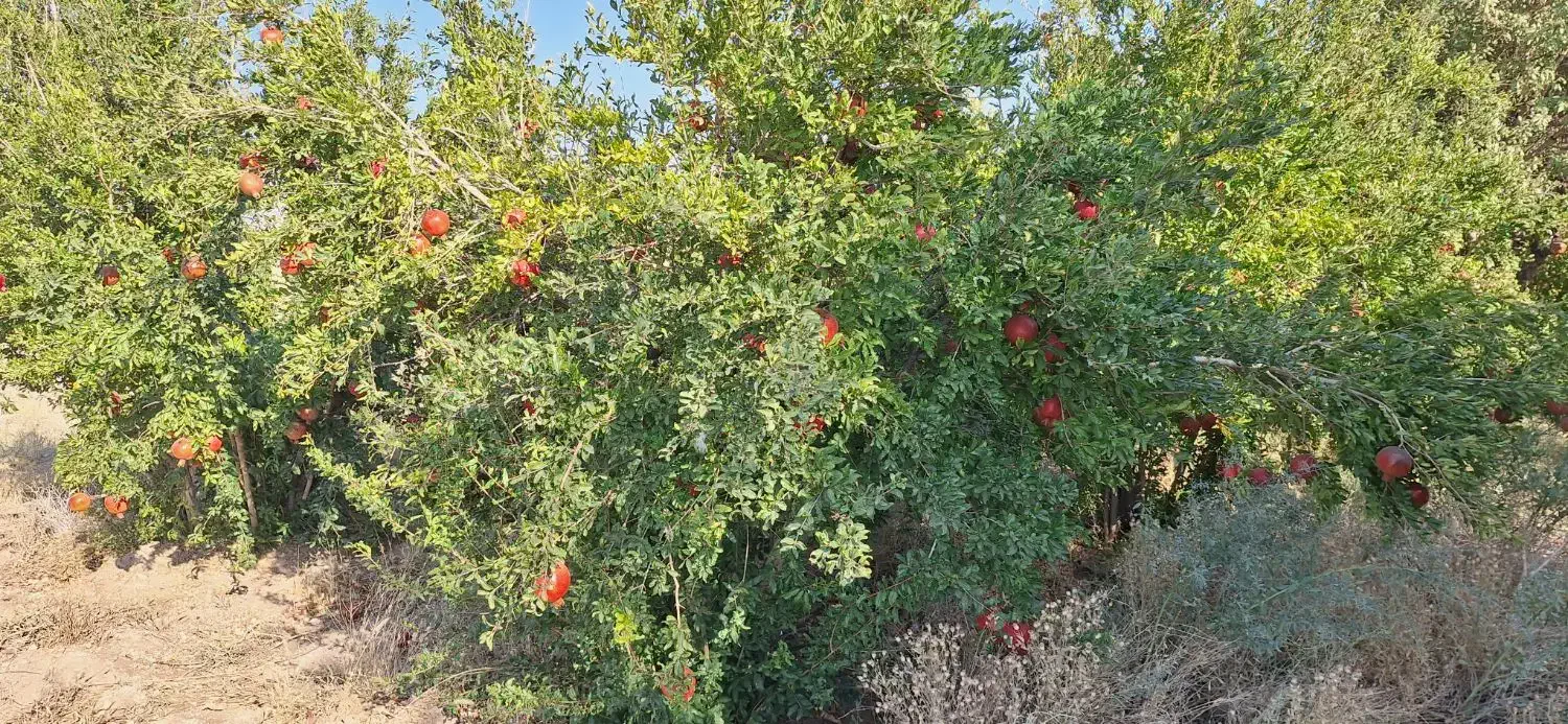 اجاره باغ انار|اجارهٔ دفتر صنعتی، کشاورزی، تجاری|دهاقان, |دیوار